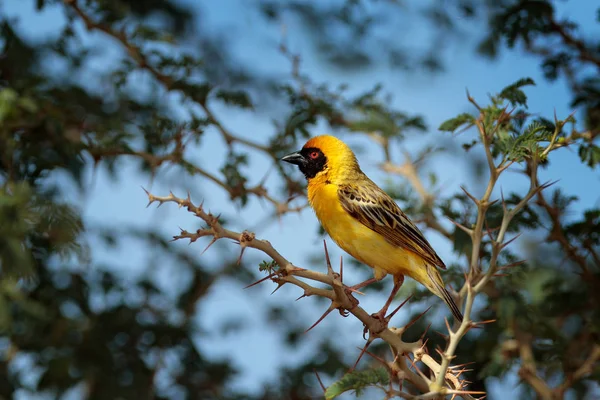 アフリカ南部のマスクされた織り手 プロセウスベラトゥスは 緑の草の巣を構築します 赤い目を持つ黒い頭を持つ黄色い鳥 生息地での動物の行動 自然の野生生物のシーン ボツワナ オカバンゴ — ストック写真