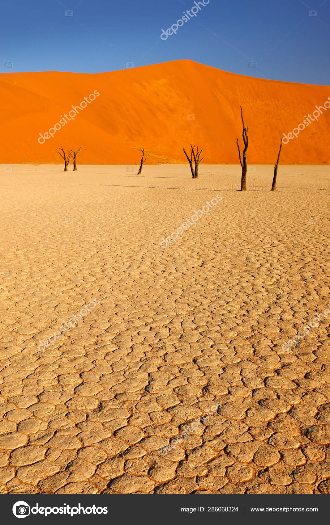 デッドブレイ 古いアカシアの木とオレンジ色の砂丘 ソッサスブレイ ナミブ砂漠 ナミビア 南アフリカからのアフリカの風景 赤い砂だ 世界最大の砂丘ナミビアを旅する  — ストック写真 © OndrejProsicky #286068324
