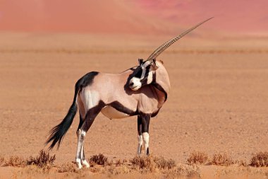 Orange Sand Dune akşam günbatımı ile Gemsbok. Gemsbuck, Oryx Gazella, doğa Habitat, Sossusvlei, Namibya büyük antilop. Savunda vahşi bir hayvan. Büyük düz boynuz boynuzları ile hayvan.