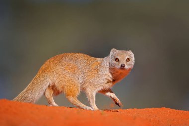 Kırmızı kumda firavun faresi, Kgalagadi, Botsvana, Afrika. Sarı Mongoose, Cynictis penisilata, kum. Afrika'dan vahşi yaşam. Uzun kuyruklu sevimli memeli.