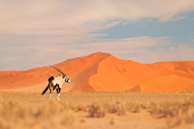 Orange Sand Dune akşam günbatımı ile Gemsbok. Gemsbuck, Oryx Gazella, doğa Habitat, Sossusvlei, Namibya büyük antilop. Savunda vahşi bir hayvan. Büyük düz boynuz boynuzları ile hayvan.