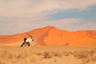 Orange Sand Dune akşam günbatımı ile Gemsbok. Gemsbuck, Oryx Gazella, doğa Habitat, Sossusvlei, Namibya büyük antilop. Savunda vahşi bir hayvan. Büyük düz boynuz boynuzları ile hayvan.