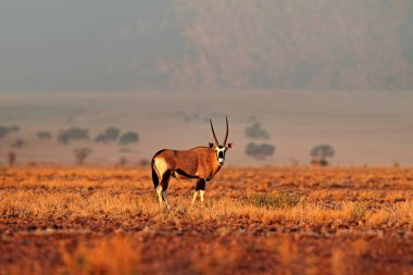 Namib çöl, Namibya dan Oryx Gazella güzel ikonik Gemsbok antilop. Portakal gecesi günbatımı ile Oryx. Doğa Habitat, Sossusvlei, Namibya gemsbock büyük antilop. Vahşi çöl hayvanı