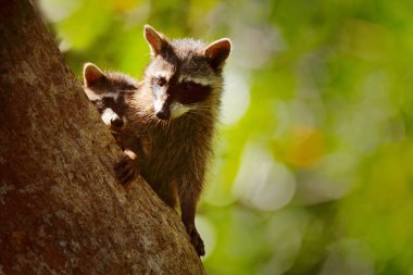 Rakunlar, Procyon lotor, Milli Park Manuel Antonio, Kosta Rika yeşil orman bitki örtüsü gizli. Tropik doğadan vahşi yaşam sahnesi. Karanlık ormanda iki hayvan. Ağaçta sevimli rakunlar.