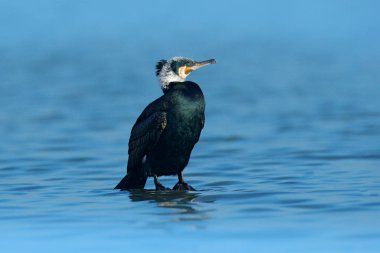 Büyük Cormorant, Phalacrocorax Carbo, mavi suda oturuyor. Güzel kuş ile göle bahar. Doğanın yaban hayatı sahnesi. Nehir Habitat, Almanya, Avrupa 'da Cormorant.
