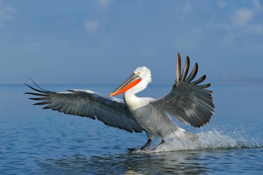 Dalçalı Pelikan, Pelecanus Crispus, Kerkini Gölü 'Ne iniş, Yunanistan. Açık kanatları olan pelikan. Avrupa doğası yaban hayatı sahnesi. Mavi göl suyuna kuş iniş. 