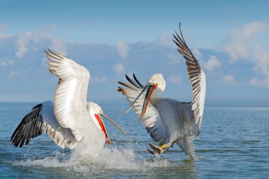 Dalmaçyalı pelikanlar, Pelecanus crispus, Kerkini Gölü'ne iniş, Yunanistan. Açık kanatlı pelikanlar. Avrupa doğasından vahşi yaşam sahnesi. Mavi göl suyuna inen kuşlar. 