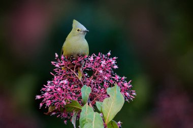 Ptiliogonys caudatus, pembe menekşe çiçeğinin üzerinde oturan güzel kuş. İpeksi sinekkapanlı ağaçta bloom. Doğa daki kuş tropik orman, Tapant Np, Kosta Rika.