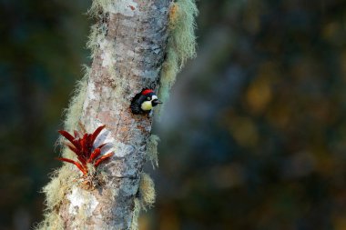 Palamut Woodpecker, Melanerpes formicivorus. Yeşil ve turuncu liken dalı üzerinde oturan güzel kuş, yuvalama deliği. Amerika 'da kuş gözlemciliği. Kosta Rika dağ ormanından Woodpecker, kuş davranışları.