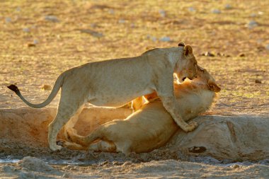 Aslanlar kumda savaşıyor. Açık namlulu aslan. Afrika aslanları çifti, Panthera leo, büyük hayvanların detayı, Etosha Np, Afrika'daki Namibya. Doğa daki kediler. Namibya'da hayvan davranışı.