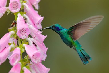 Orman habitatına pembe çiçekler ile Hummingbird. Yeşil menekşe-kulak, Colibri thalassinus, doğa tropikal ahşap Habitat uçan, Tapanti NP, Kosta Rika. Yaban hayatı sahne gelen orman.