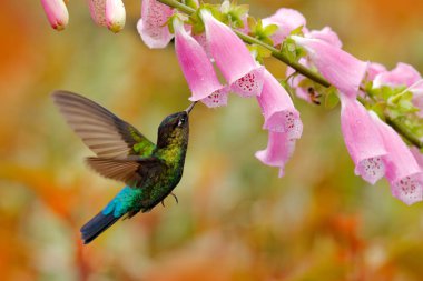 Orman habitatına pembe çiçekler ile Hummingbird. Yeşil menekşe-kulak, Colibri thalassinus, doğa tropikal ahşap Habitat uçan, Tapanti NP, Kosta Rika. Yaban hayatı sahne gelen orman.