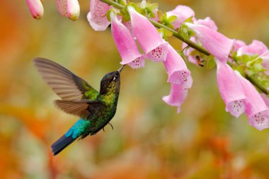 Hummingbird with pink flowers in forest habitat. Green Violet-ear, Colibri thalassinus, flying in the nature tropical wood habitat, Tapanti NP, Costa Rica. Wildlife scene from jungle. clipart