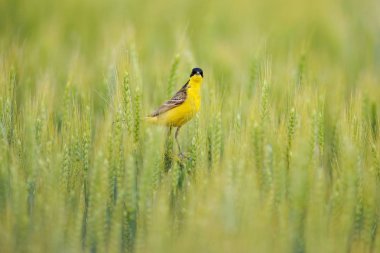Batı sarı wagtail, Motacilla flava, yeşil alanda, arpa kulak başak üzerinde oturuyor. Doğa habitatında siyah başlı sarı kuş. Balkan, Bulgaristan'dan wagtail.