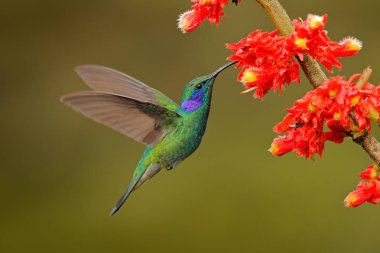 Orman habitatına kırmızı çiçekler ile Hummingbird. Yeşil menekşe-kulak, Colibri thalassinus, doğa tropikal ahşap Habitat uçan, Tapanti NP, Kosta Rika. Yaban hayatı sahne gelen orman.