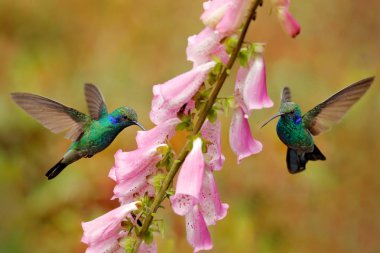 Orman habitatında pembe çiçekleri olan sinekkuşları. Yeşil Mor kulak, Colibri thalassinus, doğada tropikal ahşap habitat uçan, kırmızı çiçekler, Tapanti Np, Kosta Rika. Ormandan vahşi yaşam sahnesi.
