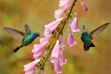 Hummingbirds with pink flowers in forest habitat. Green Violet-ear, Colibri thalassinus, flying in the nature tropical wood habitat, red flowers, Tapanti NP, Costa Rica. Wildlife scene from jungle. clipart