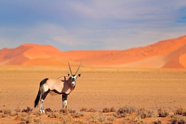 Orange Sand Dune akşam günbatımı ile Gemsbok. Gemsbuck, Oryx Gazella, doğa Habitat, Sossusvlei, Namibya büyük antilop. Savunda vahşi bir hayvan. Büyük düz boynuz boynuzları ile hayvan.