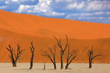 Deadvlei, eski akasya ağaçları ile turuncu Dune. Sossusvlei, Namib çöl, Namibya, Güney Afrika 'dan Afrika peyzaj. Kırmızı kum, dünyanın en büyük kumları. Namibya 'da seyahat. 