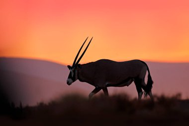 Turuncu akşam gün batımı ile Oryx. Doğa habitat Gemsbok büyük antilop, Sossusvlei, Namibya. Vahşi çöl. Namib çölden Gazella güzel ikonik gemsbok antilop, gündoğumu Namibya.