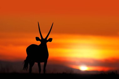 Turuncu akşam gün batımı ile Oryx. Doğa habitat Gemsbok büyük antilop, Sossusvlei, Namibya. Vahşi çöl. Namib çölden Gazella güzel ikonik gemsbok antilop, gündoğumu Namibya.