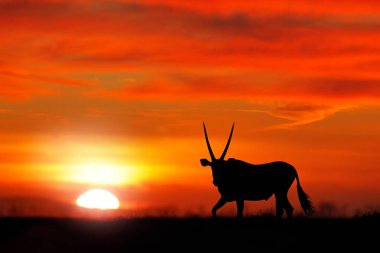 Turuncu akşam gün batımı ile Oryx. Doğa habitat Gemsbok büyük antilop, Sossusvlei, Namibya. Vahşi çöl. Namib çölden Gazella güzel ikonik gemsbok antilop, gündoğumu Namibya.