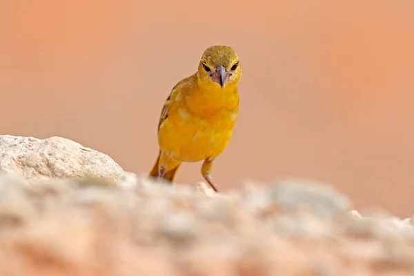 Pueblo Weaver Ploceus Cucullatus Pájaro Amarillo Negro Uganda África Escena —  Fotos de Stock