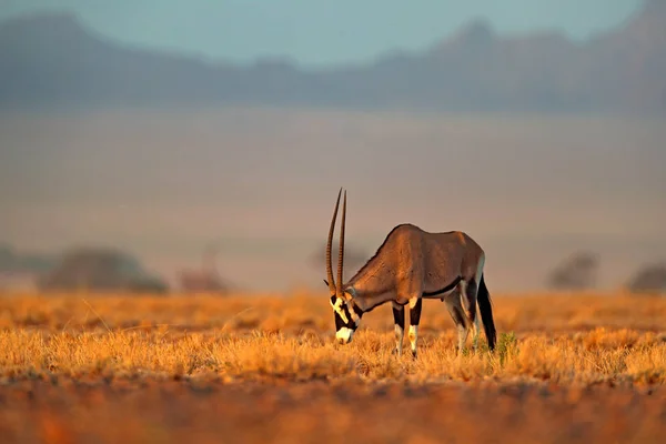 Oryx Gazella Hermoso Antílope Gemsbok Icónico Del Desierto Namib Namibia — Foto de Stock