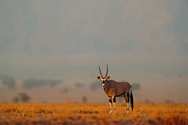 Ισξ Gazella Όμορφο Εμβληματικό Gemsbok Αντιλόπη Από Namib Έρημο Ναμίμπια — Φωτογραφία Αρχείου