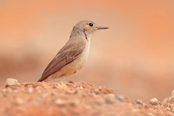 Tyran Moucherolle Dans Habitat Naturel Oiseau Assis Dans Herbe Oiseau — Photo