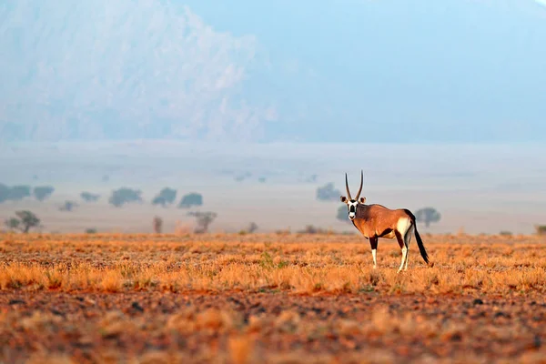 Oryx Gazella Красивий Знакових Gemsbok Антилопи Пустелі Namib Намібія Oryx — стокове фото