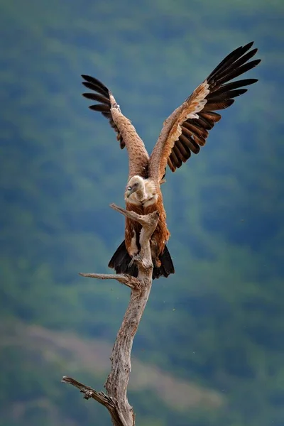Vulture Open Wings Griffon Vulture Gyps Fulvus Big Birds Prey — Stock Photo, Image