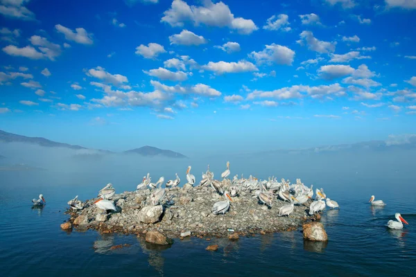 Pelícanos Dálmatas Isla Con Niebla Pelecanus Crispus Aterrizando Lago Kerkini — Foto de Stock