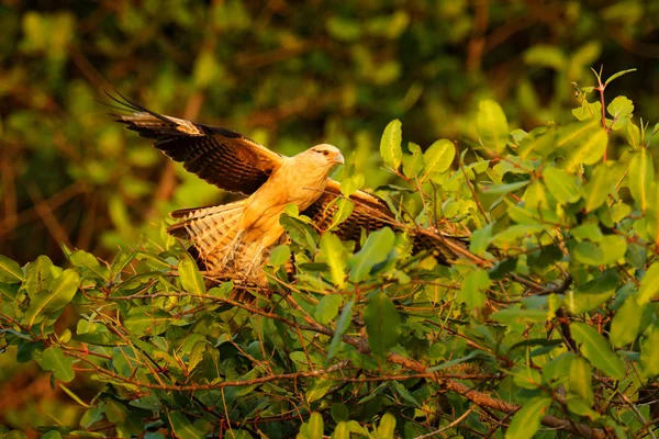 Caracara Tête Jaune Milvago Chimachima Vole Dessus Végétation Verte Caracara — Photo