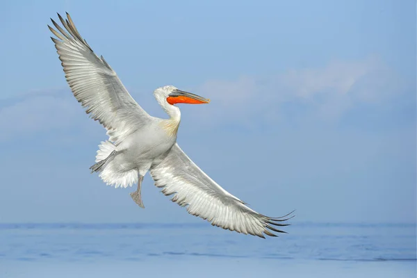 达尔马提亚水 佩莱亚努斯 降落在克基尼湖 有张开翅膀的 来自欧洲自然的野生动物场景 鸟降落到蓝色湖水 — 图库照片