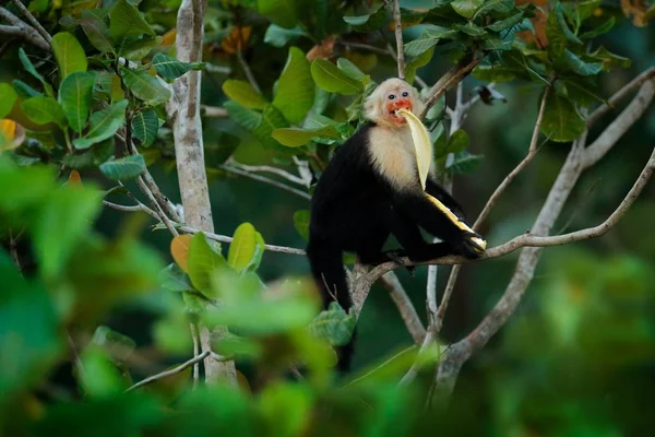 Monkey with banana. Black monkey hidden in the tree branch in the dark tropical forest. White-headed Capuchin, feeding fruit. Animal in nature habitat, wildlife of Costa Rica. Monkey feeding behaviour.