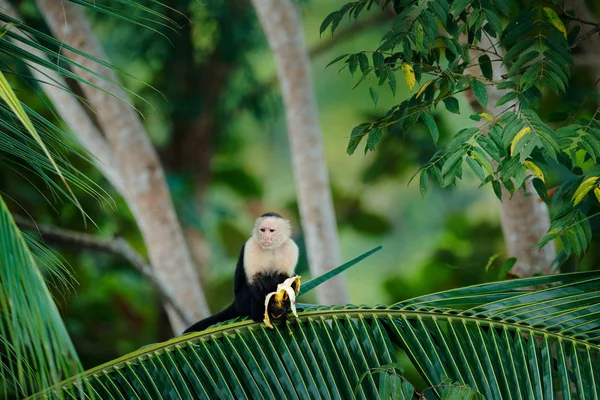 Monkey Banana Black Monkey Hidden Tree Branch Dark Tropical Forest — Stock Photo, Image