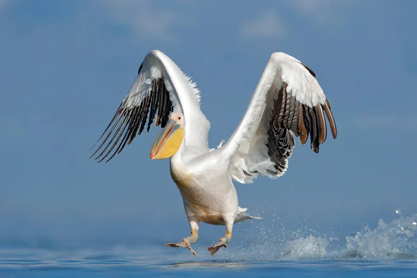 达尔马提亚水 佩莱亚努斯 降落在克基尼湖 有张开翅膀的 来自欧洲自然的野生动物场景 鸟降落到蓝色湖水 — 图库照片