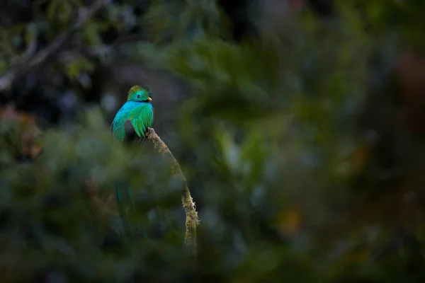 Resplendent Quetzal Pharomachrus Mocinno Savegre Costa Rica Blurred Green Forest — Stock Photo, Image