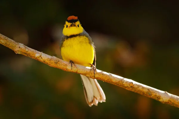 Whitestart Anteojos Myioborus Melanocephalus Curruca Del Nuevo Mundo Costa Rica — Foto de Stock