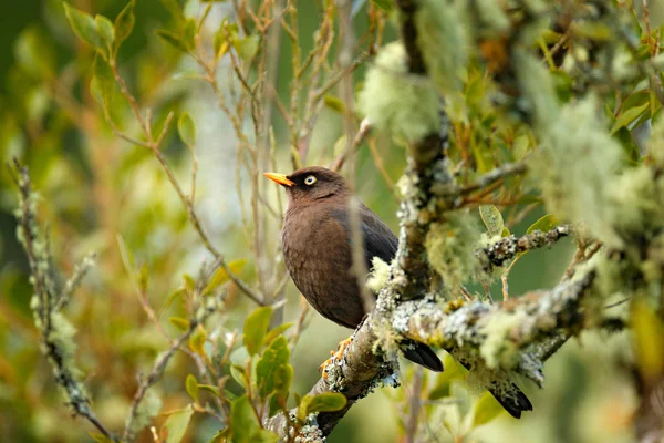 Clay Colored Robin Turdus Grayi Large Thrush Endemic Highlands Costa — Stock Photo, Image