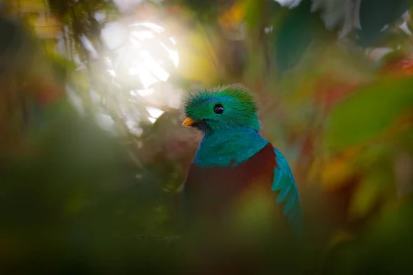 Resplandeciente Quetzal Pharomachrus Mocinno Guatemala Con Bosque Verde Borroso Fondo — Foto de Stock