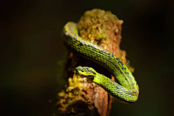 Talamancan Palma Pitviper Bothriechis Nubestris Přírodní Stanoviště Vzácné Nové Speciy — Stock fotografie