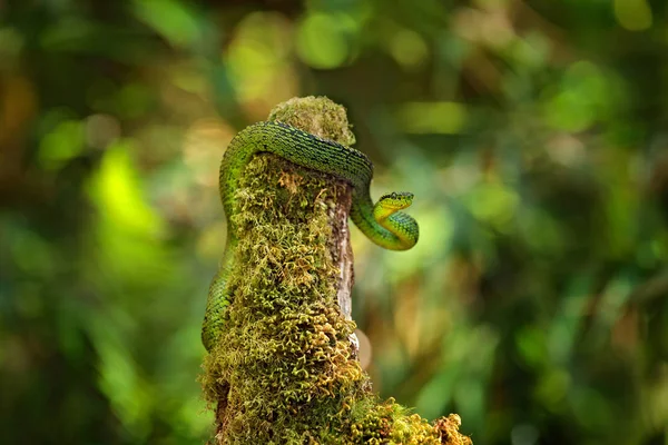 Talamancan Palm Pitviper Bothriechis Nubestris Nature Habitat Rare New Specie — Stock Photo, Image