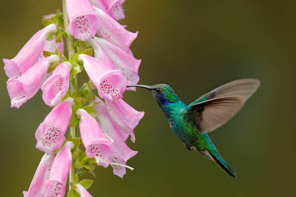 Колибри с розовыми цветами в лесу. Зеленая фиолетовая уха, Colibri thalassinus, летящая в естественной среде обитания, Анти-NP, Коста-Рика. Дикая природа из джунглей
.