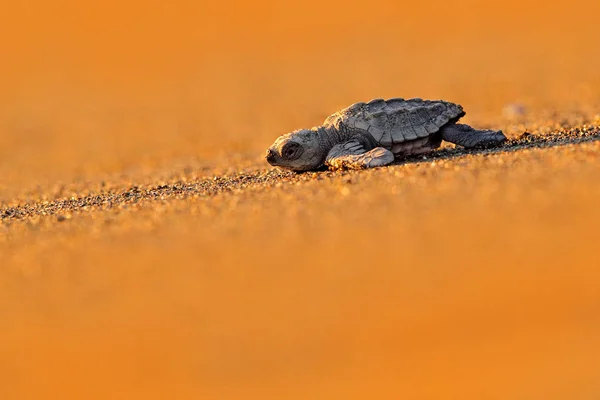 Karettschildkröte Caretta Caretta Sandstrand Corcovado Costa Rica Kleine Schildkröte Läuft — Stockfoto