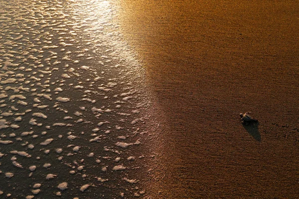 Loggerhead Sea Turtle Caretta Caretta Piaszczystej Plaży Corcovado Kostaryka Mały — Zdjęcie stockowe