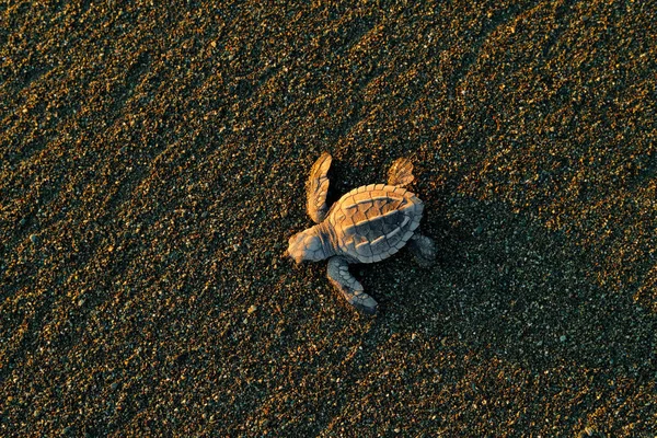 Θαλάσσια Χελώνα Καρέτα Καρέτα Στην Αμμώδη Παραλία Κορκοβάντο Κόστα Ρίκα — Φωτογραφία Αρχείου