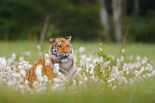 Siberian tiger in nature forest habitat, foggy morning. Amur tiger hunting in green white cotton grass. Dangerous animal, taiga, Russia. Big cat sitting in environment. Wild cat in wildlife nature.