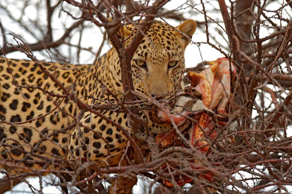 Detalle Alimentación Leopardo Safari Namibia Leopardo Árbol Con Captura Comportamiento —  Fotos de Stock